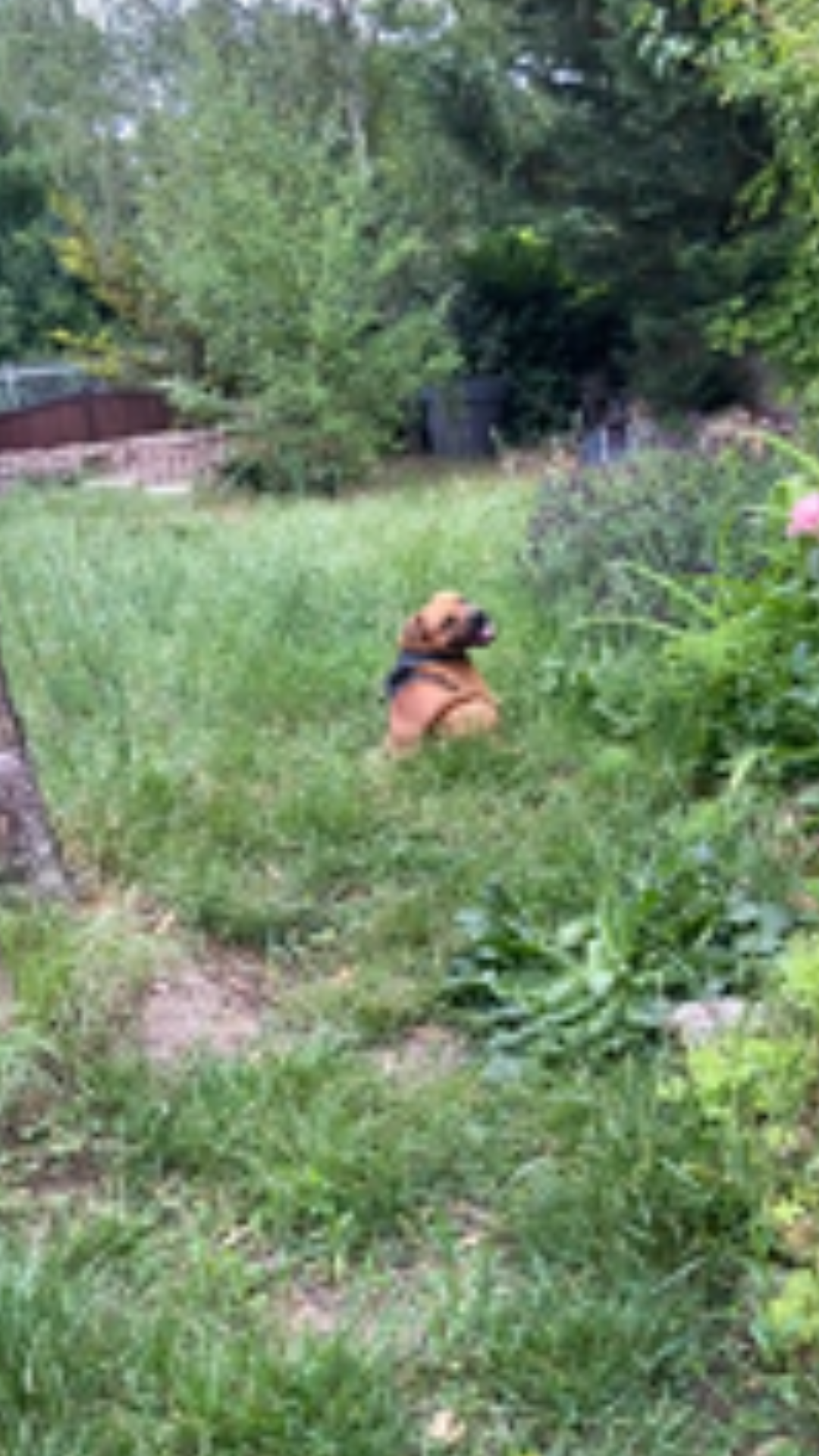 Staffy fait une roulade tête première drôle