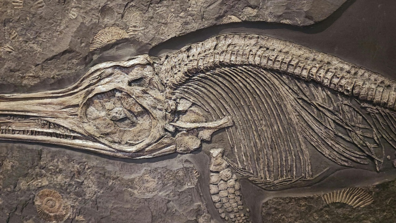 Scientists found a 'lost world' of 700 animals from 554 million years ...
