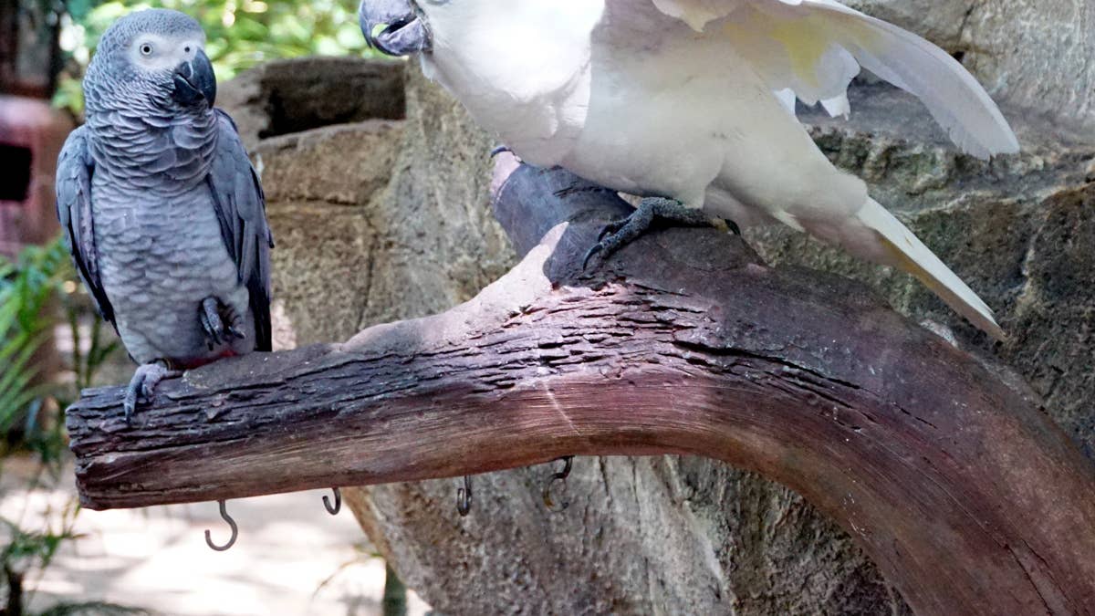 Cockatoo pestering her African grey parrot brother is peak sibling energy