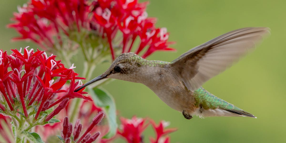 Hummingbirds are back across the US.—so why haven’t you seen one yet?