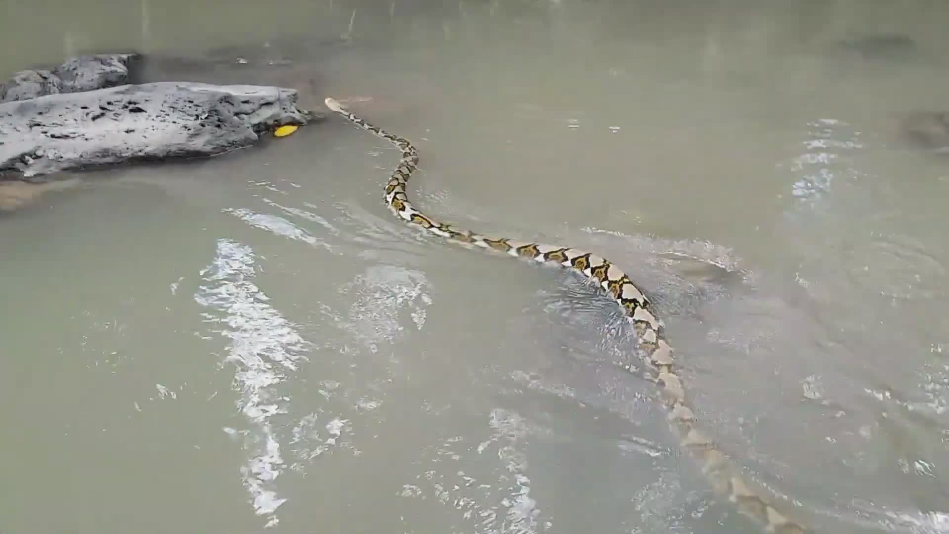 Witnessing massive reticulated python in tropical wilderness