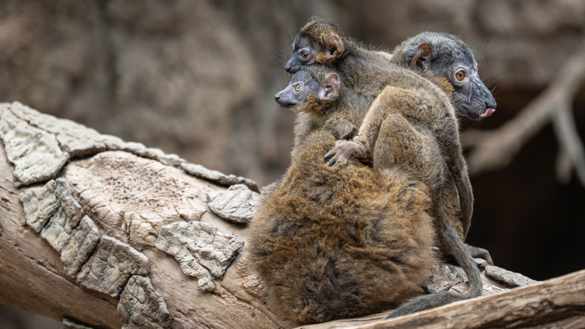 Rare endangered lemur twins born at Bronx Zoo, and they're oh so small and fluffy