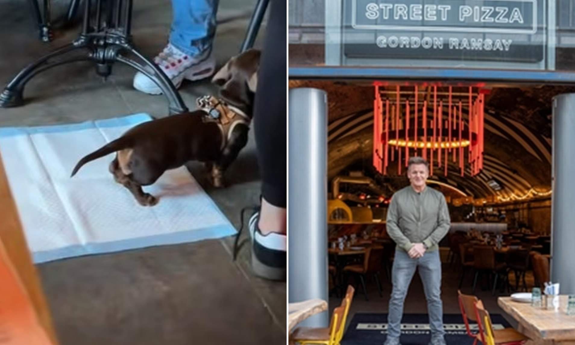 Video of dog on puppy training pad inside Gordon Ramsay restaurant ...