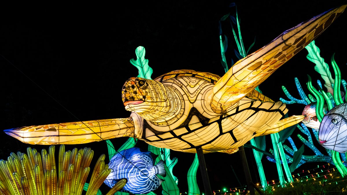 Minnesota Zoo unveils new 'Wanderlight Trail' nighttime attraction