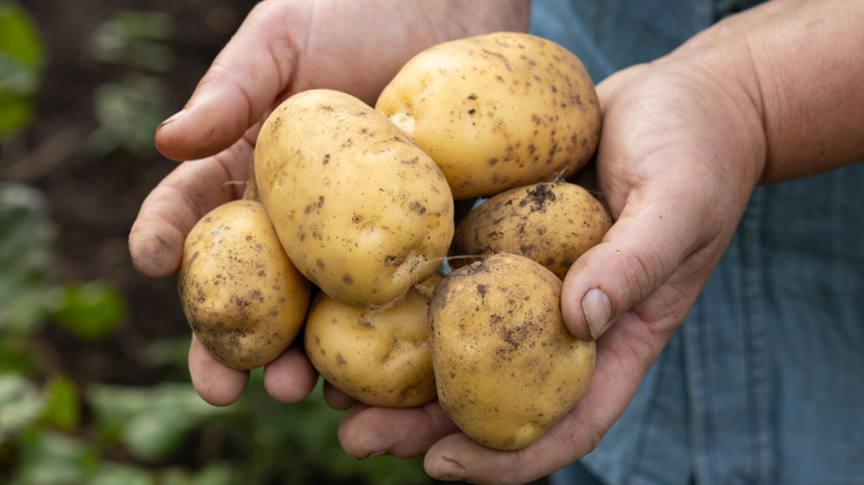 7 best companion plants to grow with potatoes
