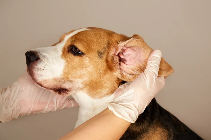 Cera preta no ouvido do cachorro: veterinária explica as causas e ...