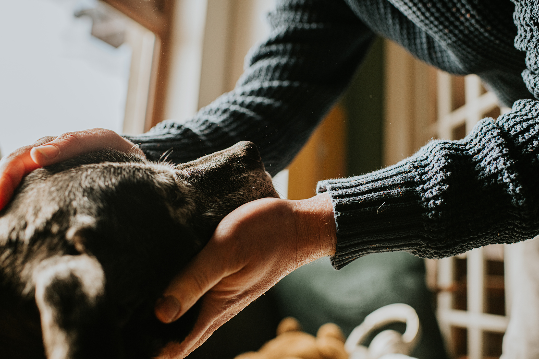 This $100-a-month pill can extend the life of your dog — here’s what it ...