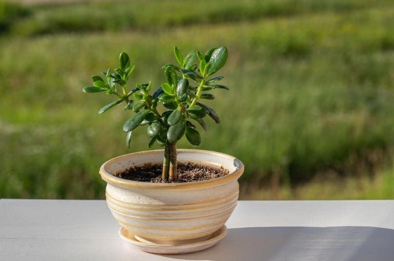 Qué quiere decir que una persona tenga un árbol de jade en su casa