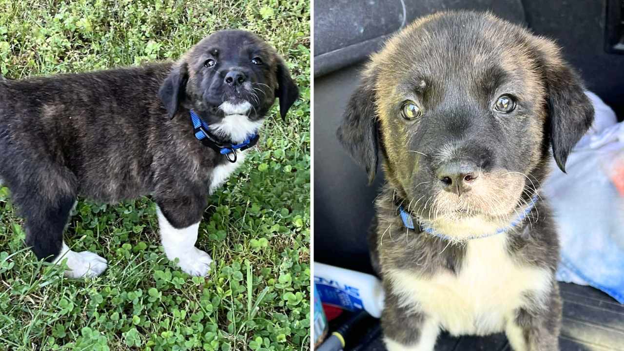 Meet Cephus Enchanted: The 10lb Great Pyrenees mix puppy looking for love