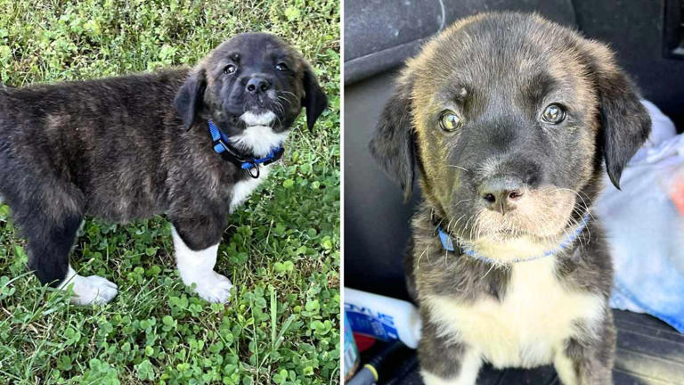 Meet Cephus Enchanted: The 10lb Great Pyrenees mix puppy looking for love