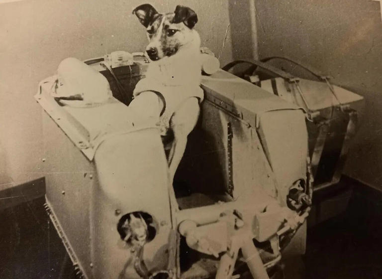 In 1957, a Moscow stray dog was sent into orbit, and her lonely flight ...