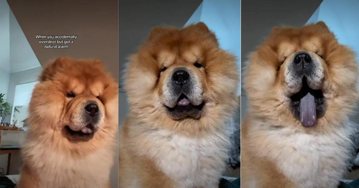 Owner shows chow chow never being late for meal time