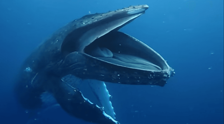 Whales do watch people on a boat: Rare humpback whale phenomenon gaping ...