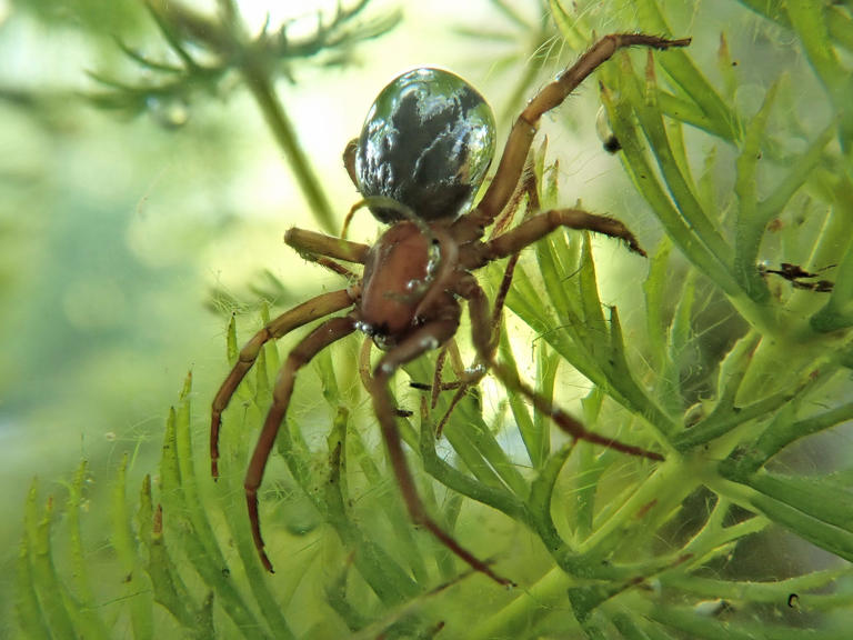 It doesn’t have gills but spends most of its life underwater – thanks ...