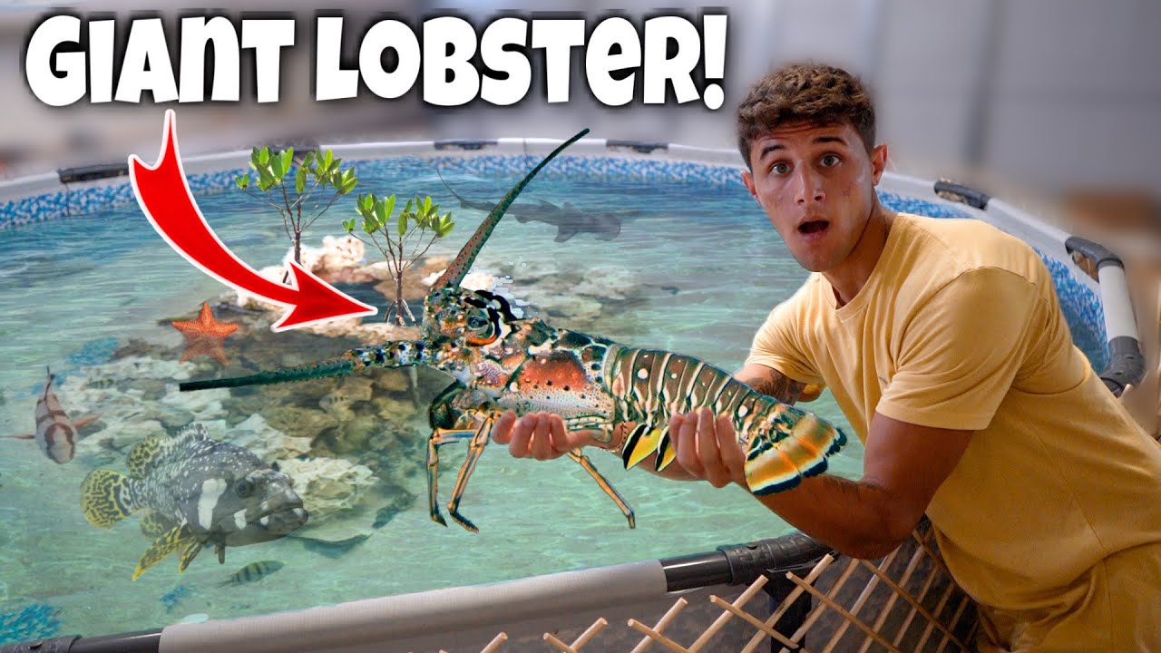 Catching a giant lobster for my saltwater pond! *Feeding*