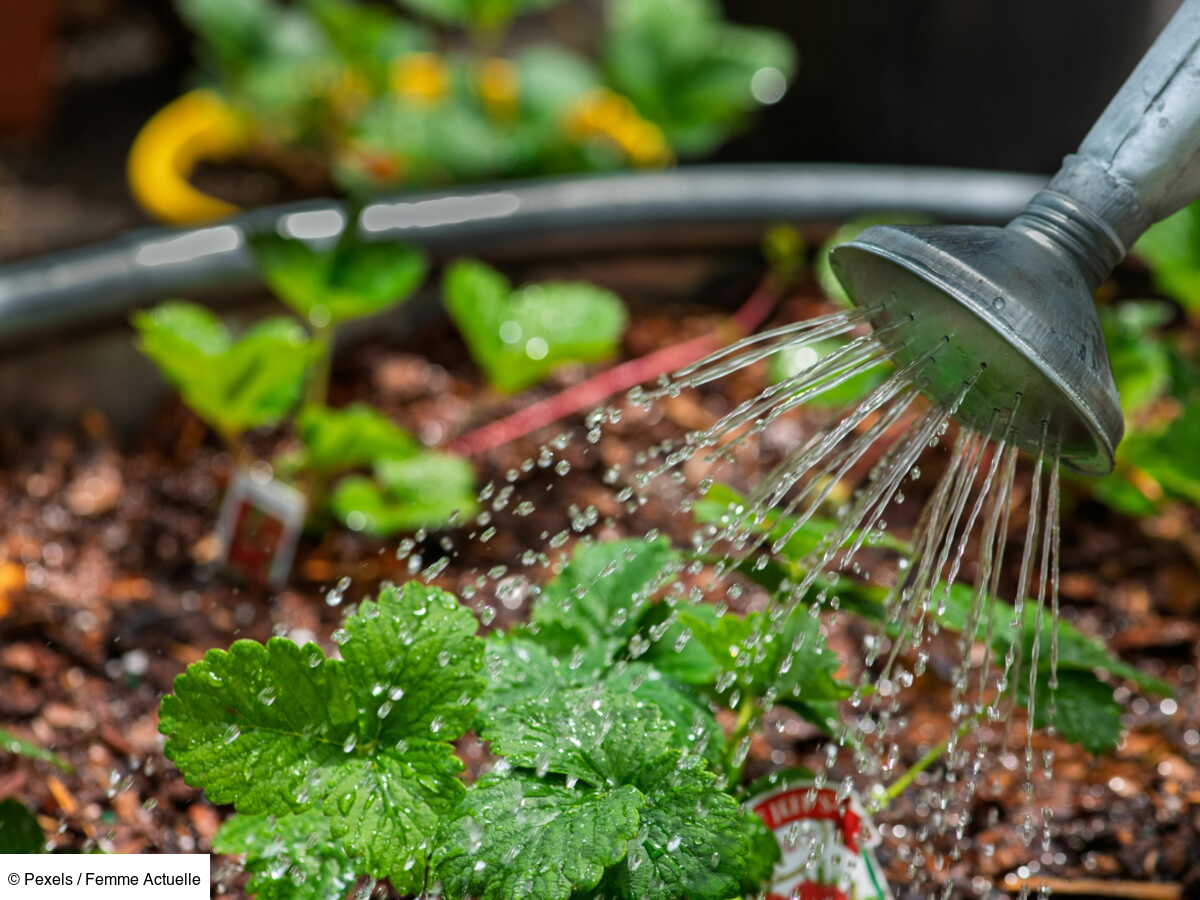 Arrosage des plantes | Cône d'argile avec adaptateur et bouteilles en PET | 750 ml | Pics d'irrigation pour un arrosage optimal | Lot de 4 | Distributeur d'eau | Idéal pour
