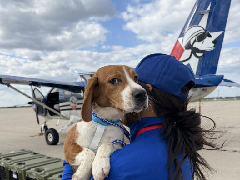 Animal Rescue League of Iowa prepares to take in beagles saved from ...