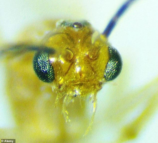 Warning as deadly venomous insect imported from China invades multiple ...