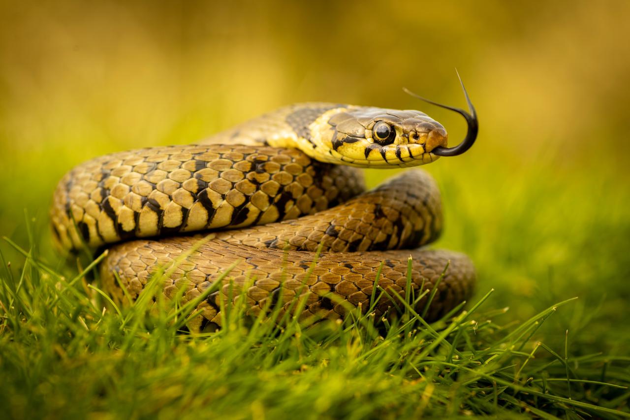 Sonhar com cobra lidera buscas; veja o que está por trás do significado