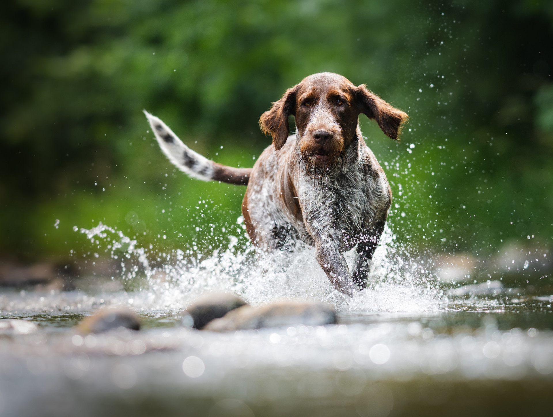 The most expensive dog breeds in the world