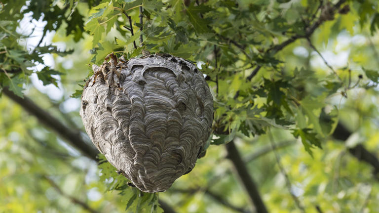 How to safely get rid of a hornet's nest