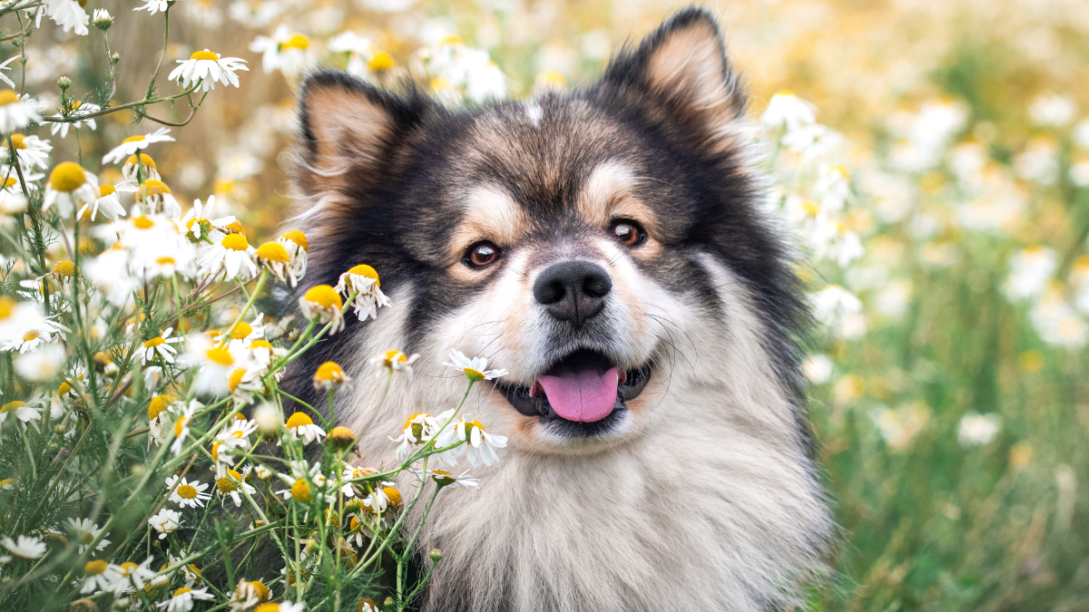 Meet the rare dog breed that’s cute, loyal, and surprisingly underrated