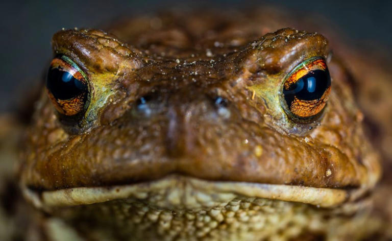 Why these toads are evolving faster than anyone expected