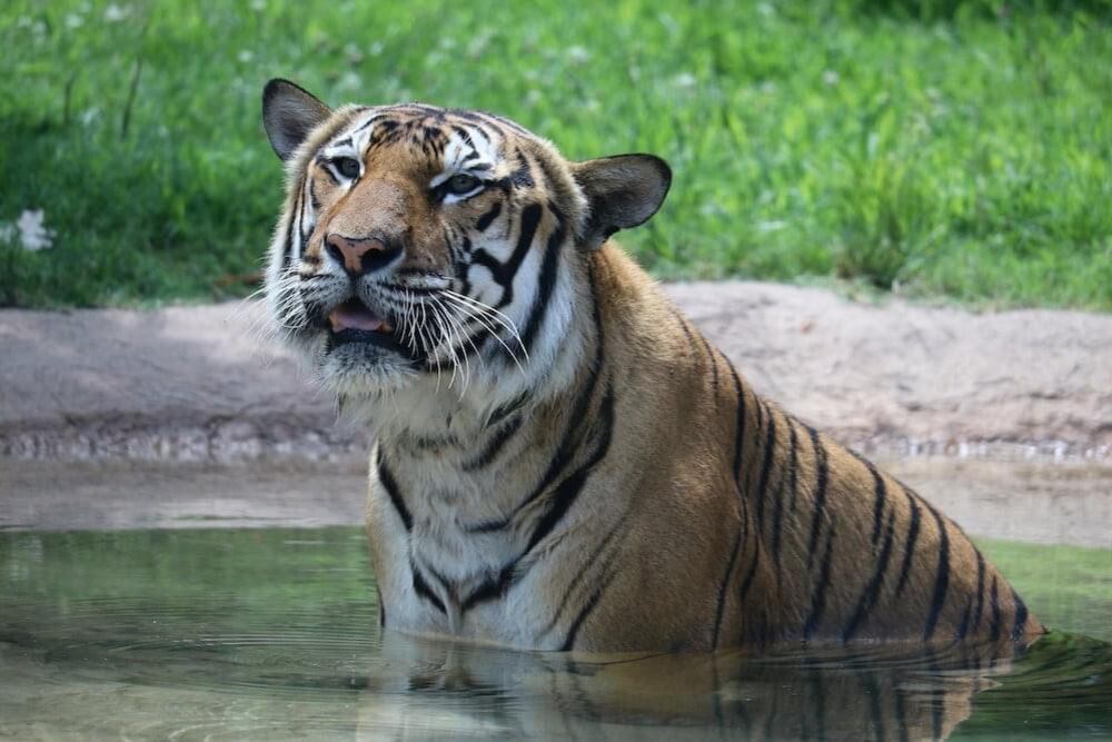 Hattiesburg Zoo’s Malayan tiger, Bunga, facing health battle