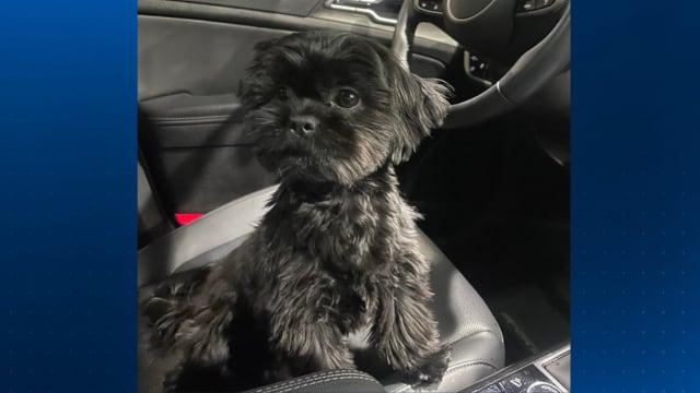 Police asking for public’s help after dog stolen from vehicle at ...
