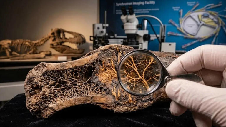 Study reveals biological traces inside a T rex bone fracture after ...