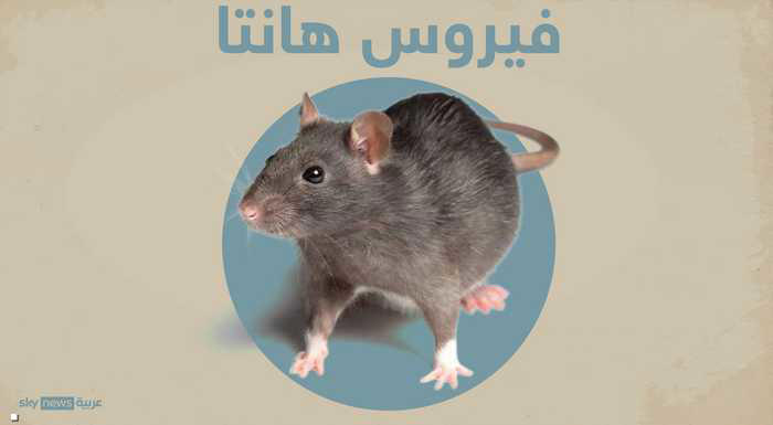 كل ما نعرفه عن فيروس هانتا وأعراضه وعلاجه