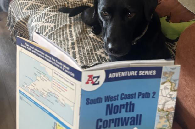 Labrador sets off on 300-mile walk around Cornwall to support ShelterBox