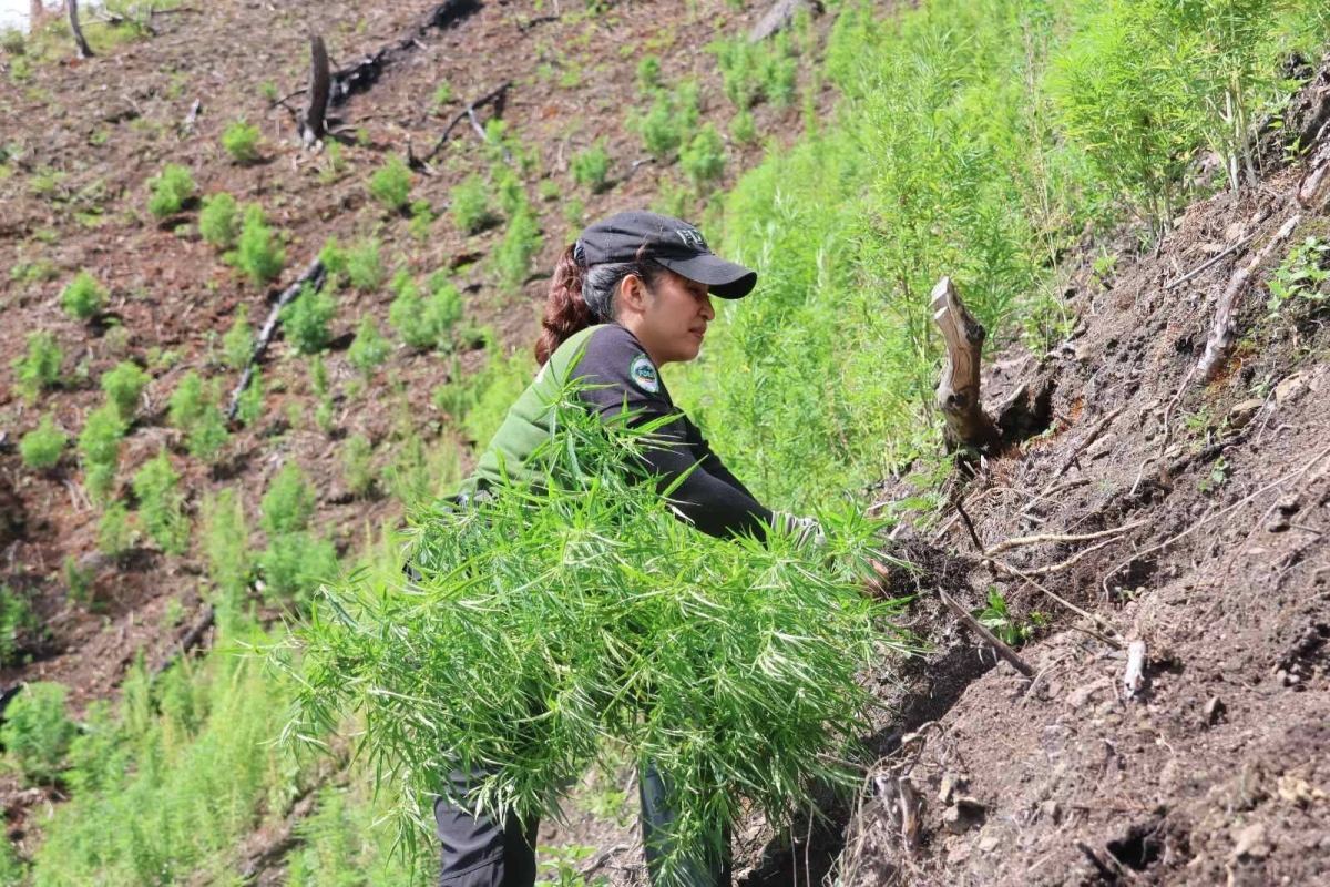 P43.6M worth of marijuana destroyed in Cordillera