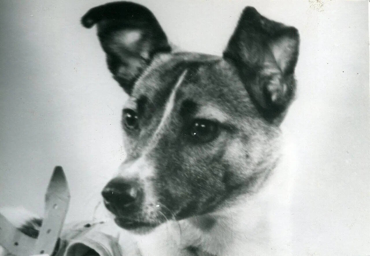 In 1957, a Moscow stray dog was sent into orbit, and her lonely flight ...