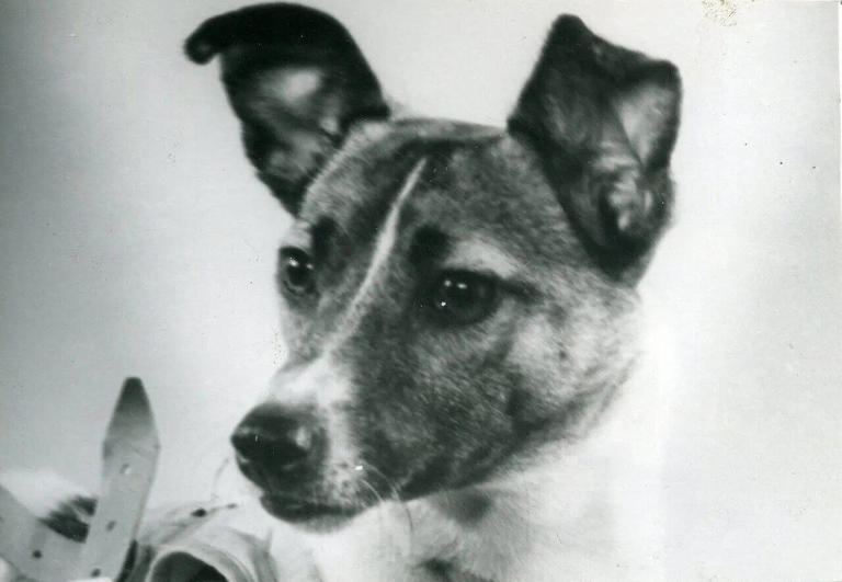 In 1957, a Moscow stray dog was sent into orbit, and her lonely flight ...