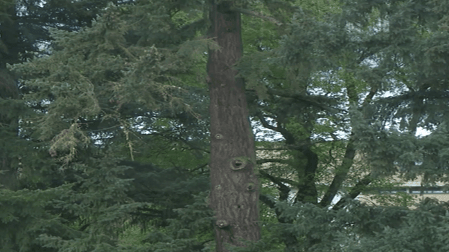 Century-old Douglas fir on UO campus removed over safety concerns