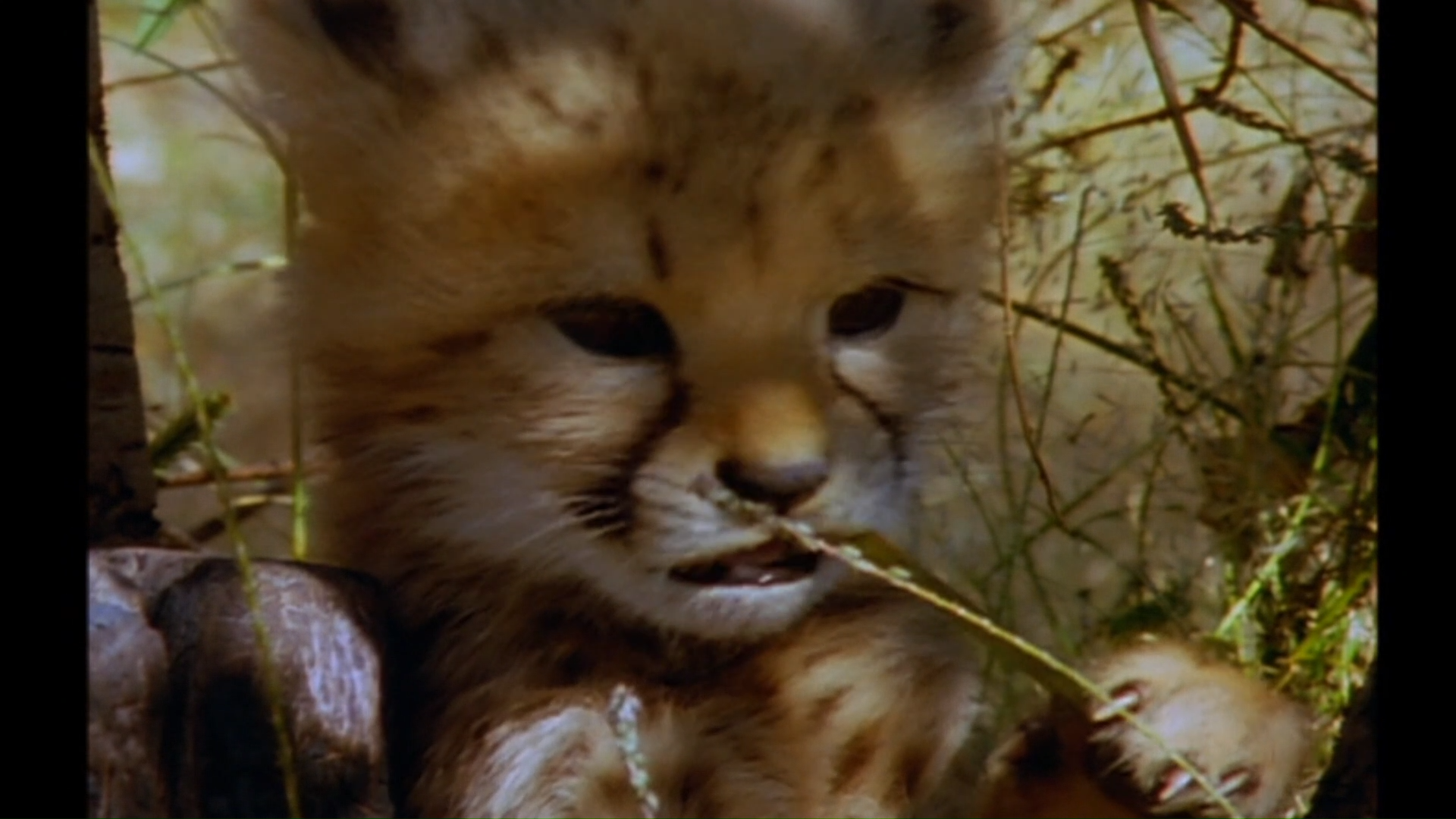 The baby cheetah