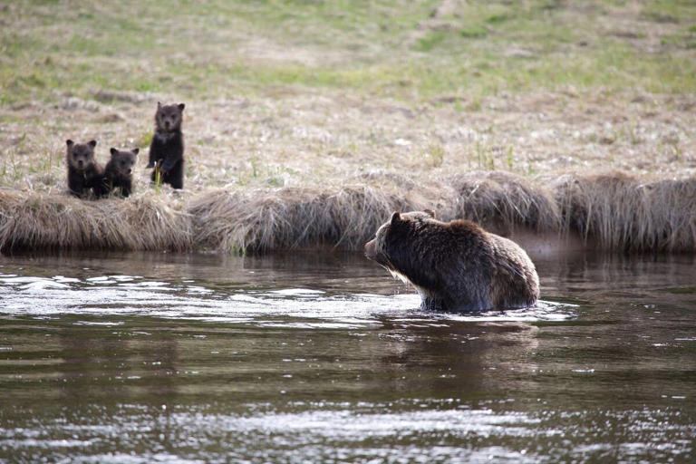 This Mama Bear Teaching Her Cubs How To Swim—Is Such a Heartwarming Moment