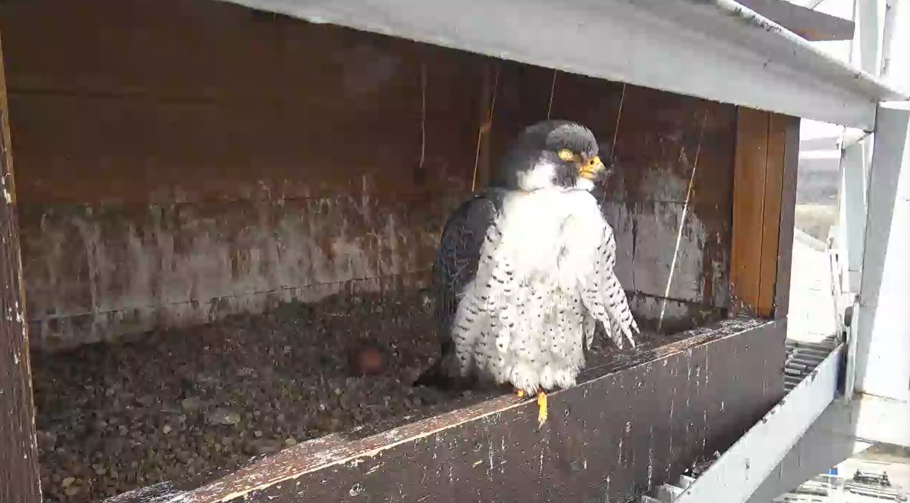 Watch peregrine falcon chicks live on Ameren Missouri’s Falcon Cam