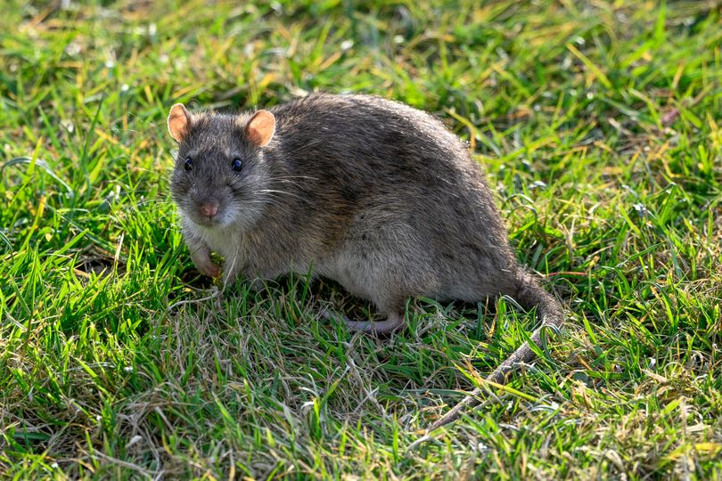 Expert reveals key tip to keep rats out of gardens and avoid blanket ...