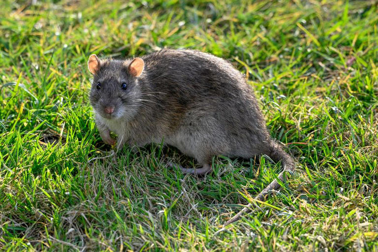 Expert reveals key tip to keep rats out of gardens and avoid blanket ...