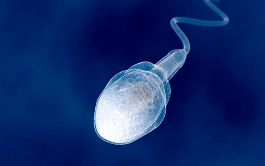 sperm