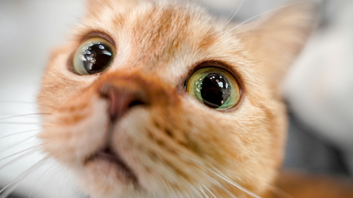 The 10 signs of love your cat can't hide even if it tries (it's melting ...