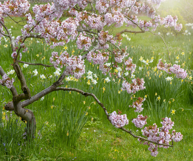What your cherry tree needs in May for beautiful blossoms and an ...