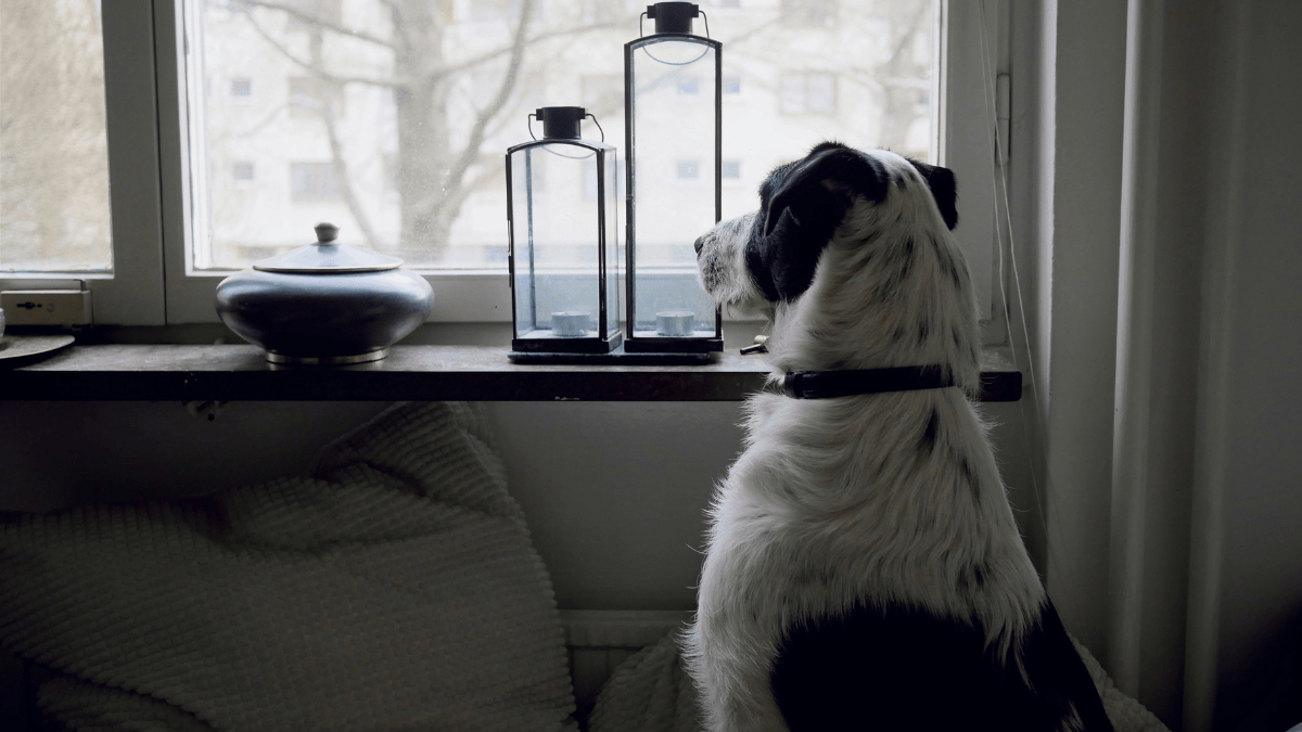 Animal charity celebrates 'historic day' for pet owners in England