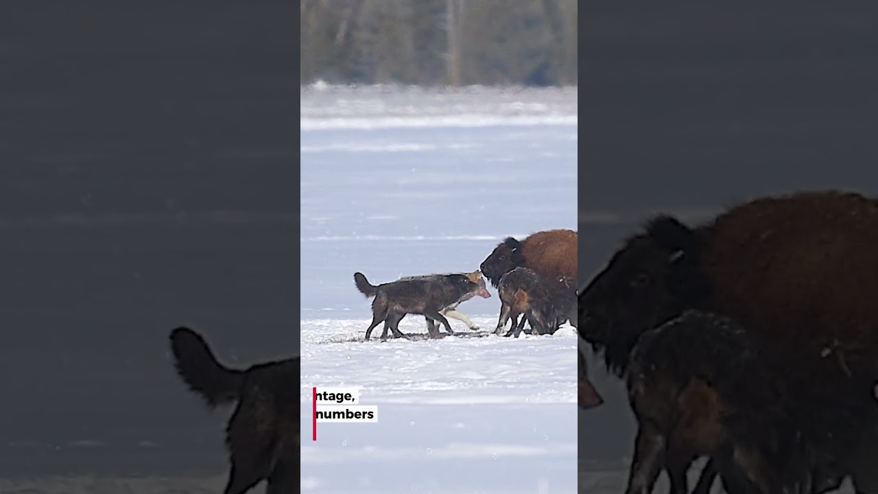 How 11 wolves outsmarted a giant bison