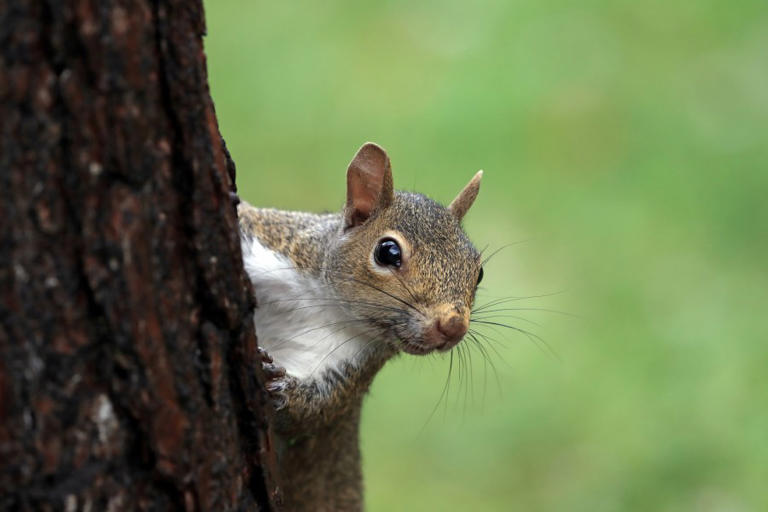 Tennessee’s spring squirrel hunting season opens Saturday