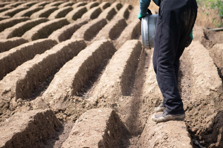 A farmer applies fertiliser in a field in Datong, Anhui province, on April 5. Photo: Xinhua