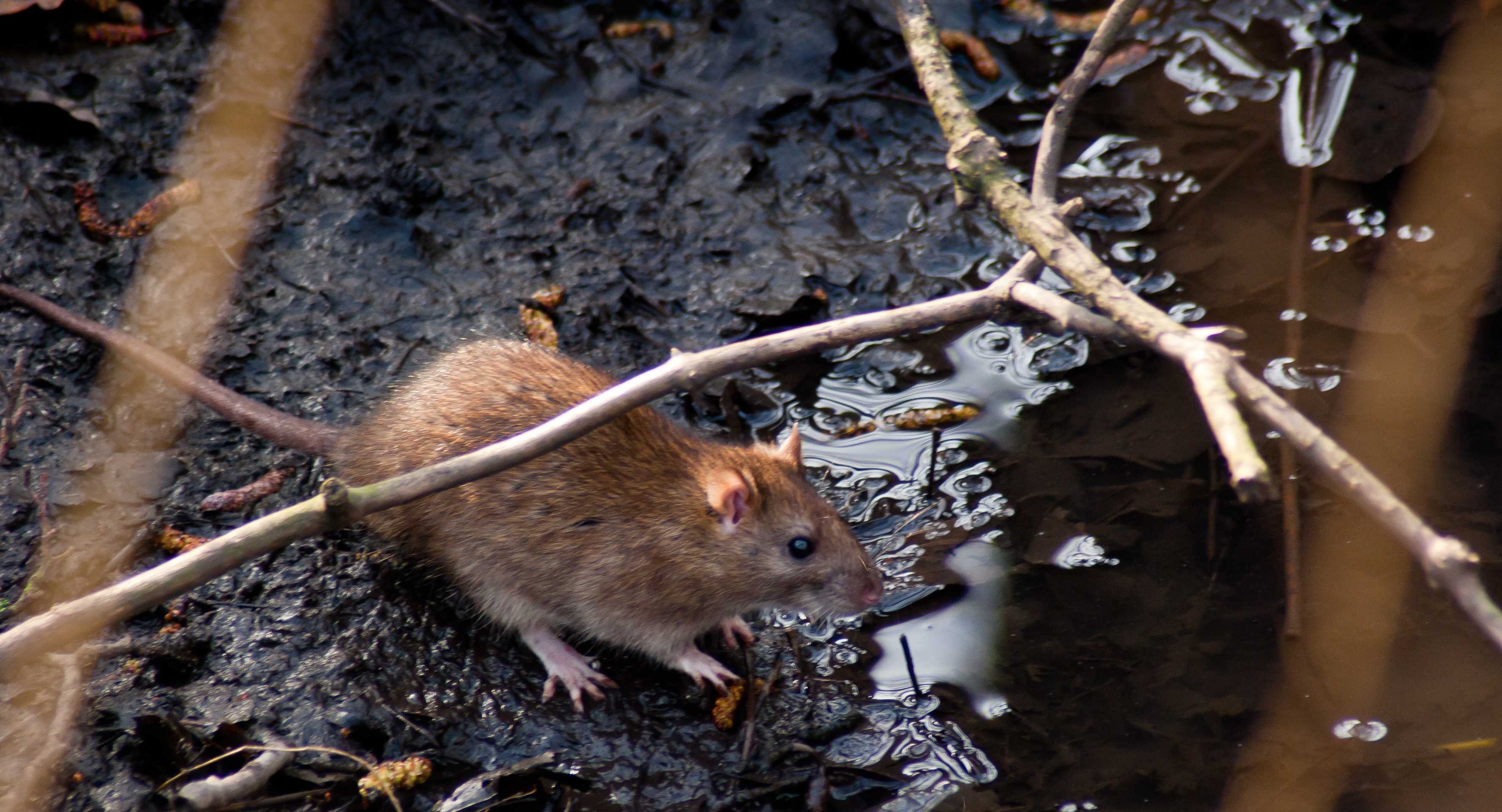 What diseases do rats carry? Pest control experts explain how to keep ...