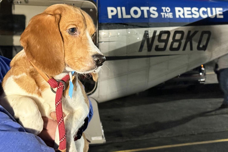 Rescue flight takes 16 beagles who 'only knew confinement' from ...
